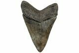 Fossil Megalodon Tooth - South Carolina #310046-1